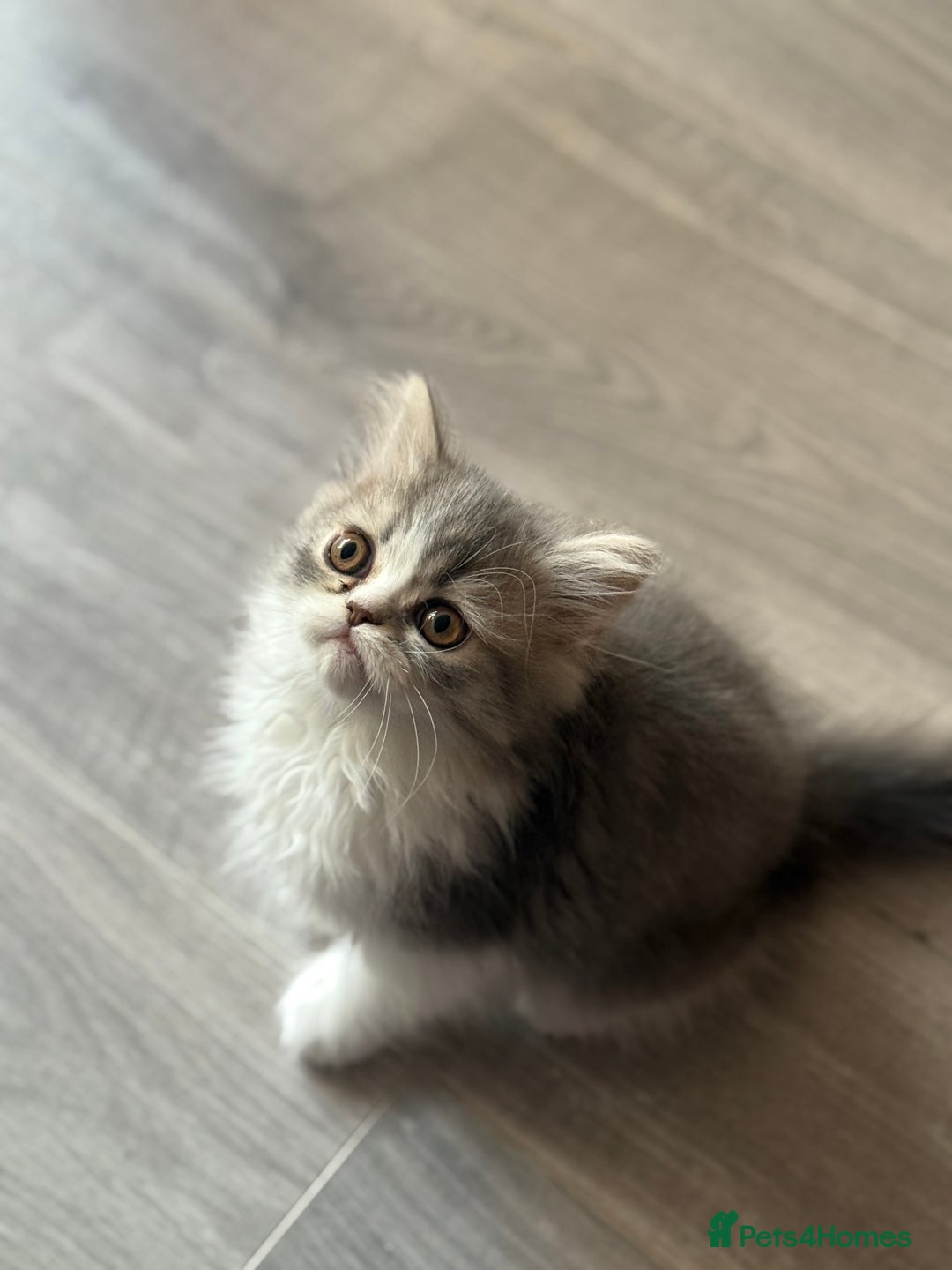 Persian cats for sale: Kitten  - Image 7