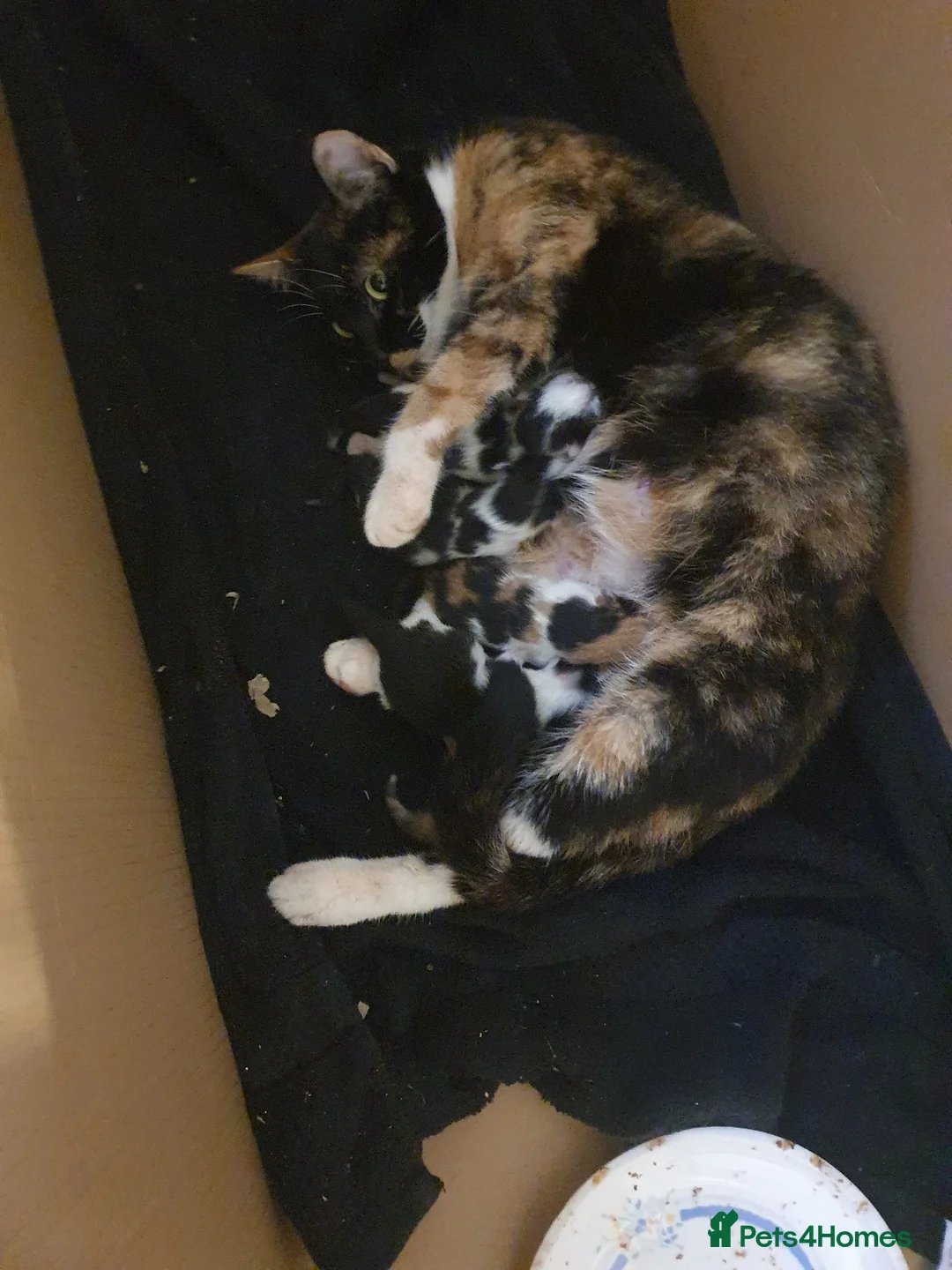 Mixed Breed cats for sale: Kittens in Bushey - Advert 2