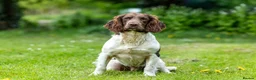 English Springer Spaniel dogs for stud: Health tested traditional stamp Springer Stud - Advert 3