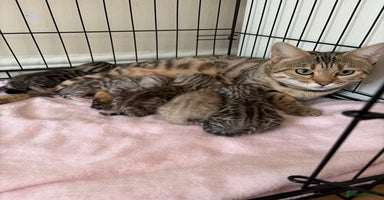 Bengal cats Pure Bengal Kittens Available  - Advert 4