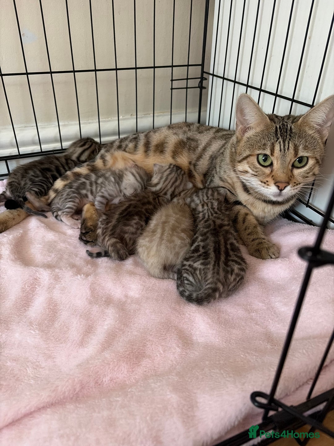 Bengal cats for sale: Pure Bengal Kittens Available  - Image 23