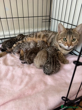 Bengal cats - Advert 14