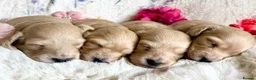 Miniature Dachshund dogs for sale: Beautiful kc cream long haired mini daxies - Advert 7