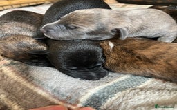 Mixed Breed dogs for sale: Beautiful Lurcher pups (Hancock lines!!) - Image 4