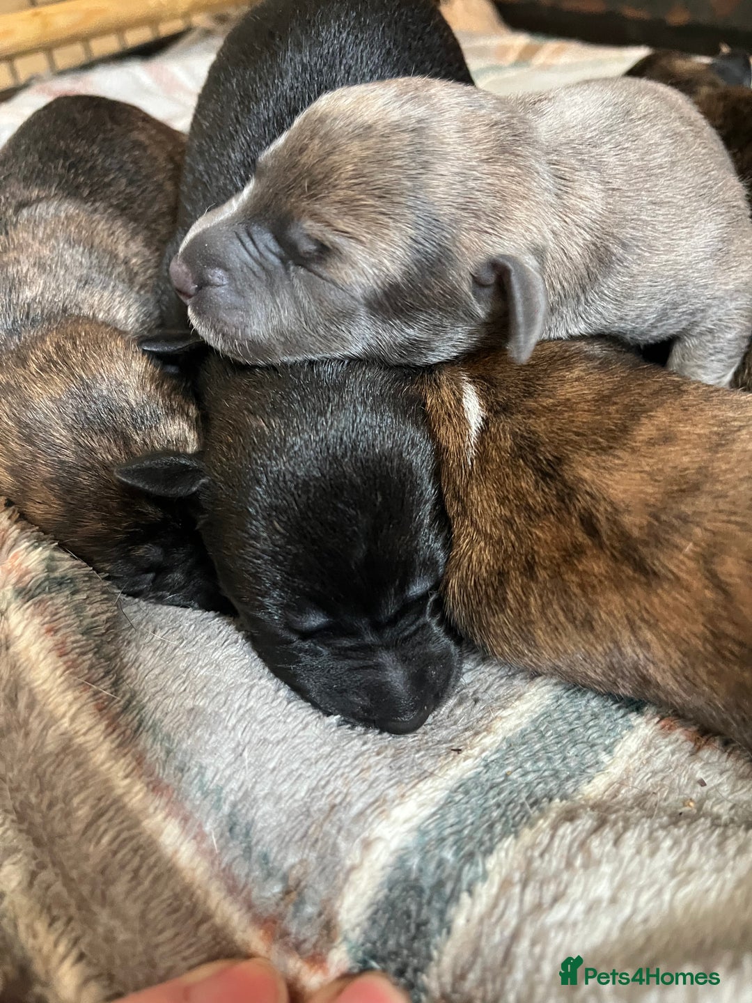 Mixed Breed dogs for sale: Beautiful Lurcher pups (Hancock lines!!) - Image 4
