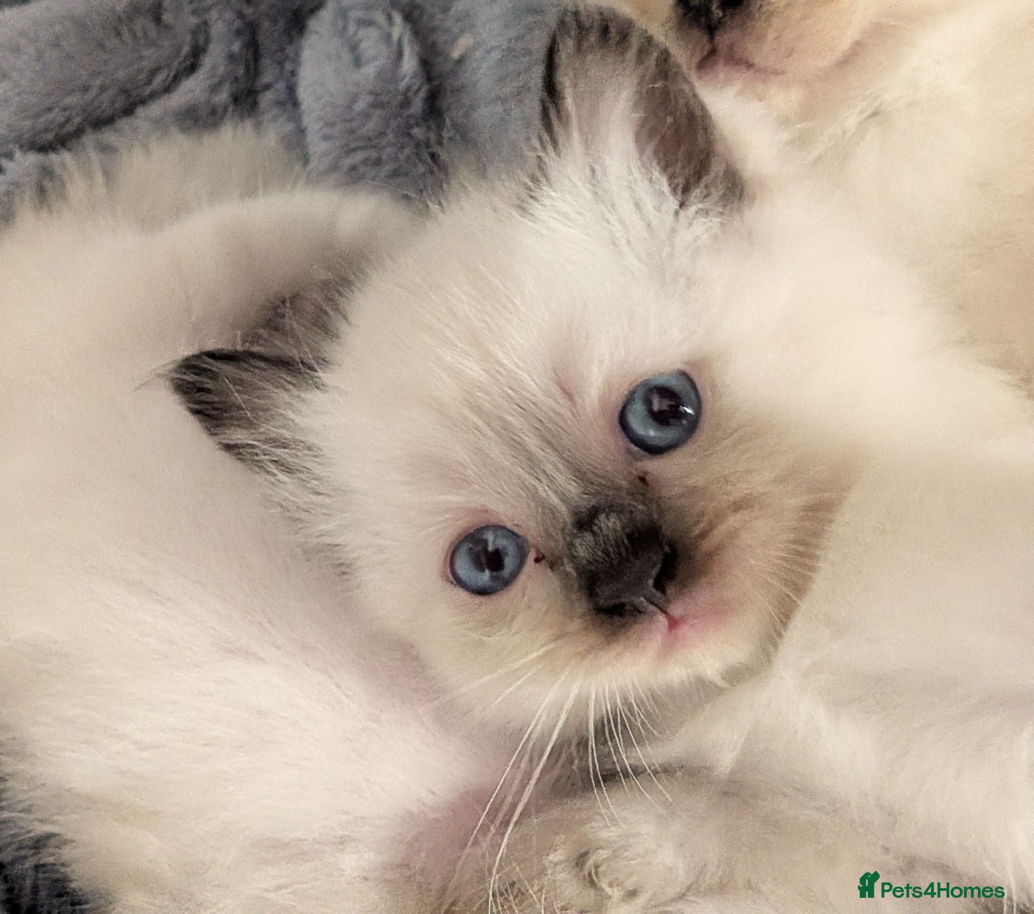 Ragdoll cats ⭐3 beautiful seal point ragdolls 5 weeks old ❤️  - Advert 8