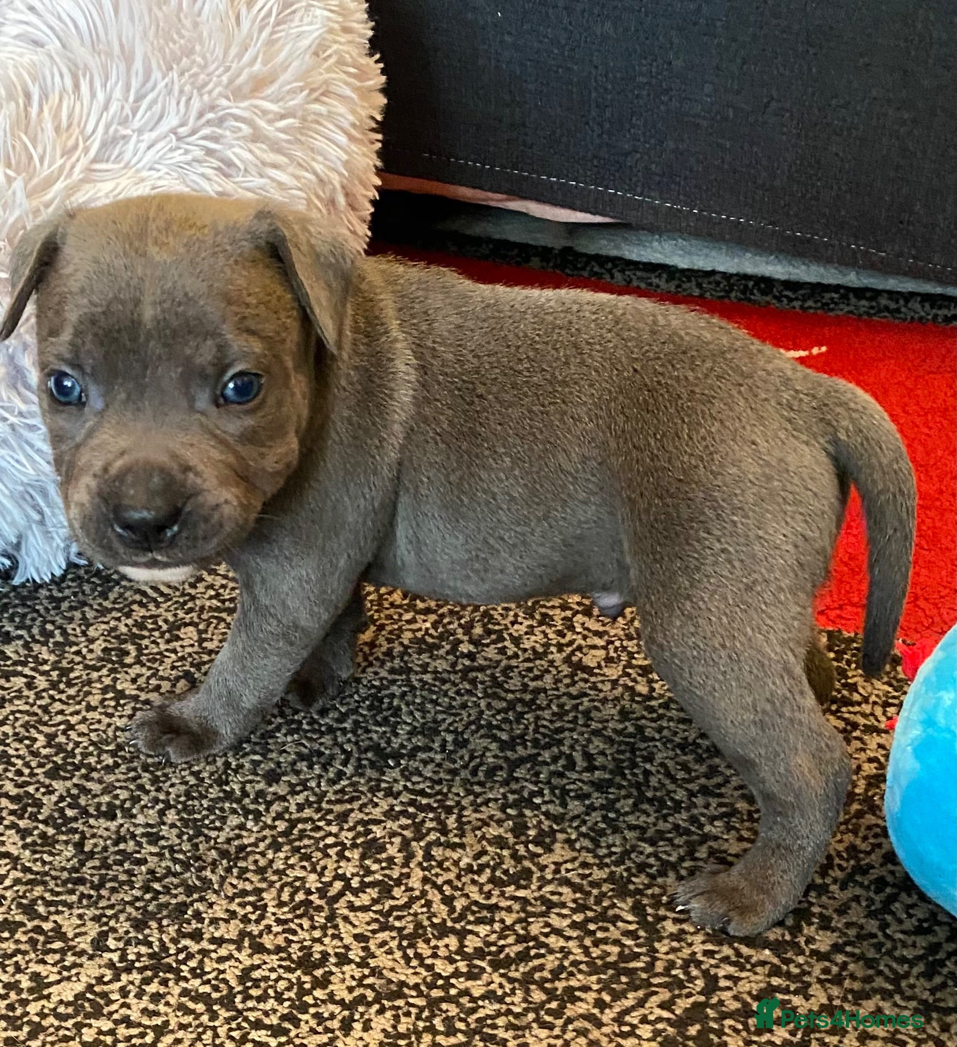 Staffordshire Bull Terrier dogs World renowned Samtan Blue Dozer Pups  - Advert 5