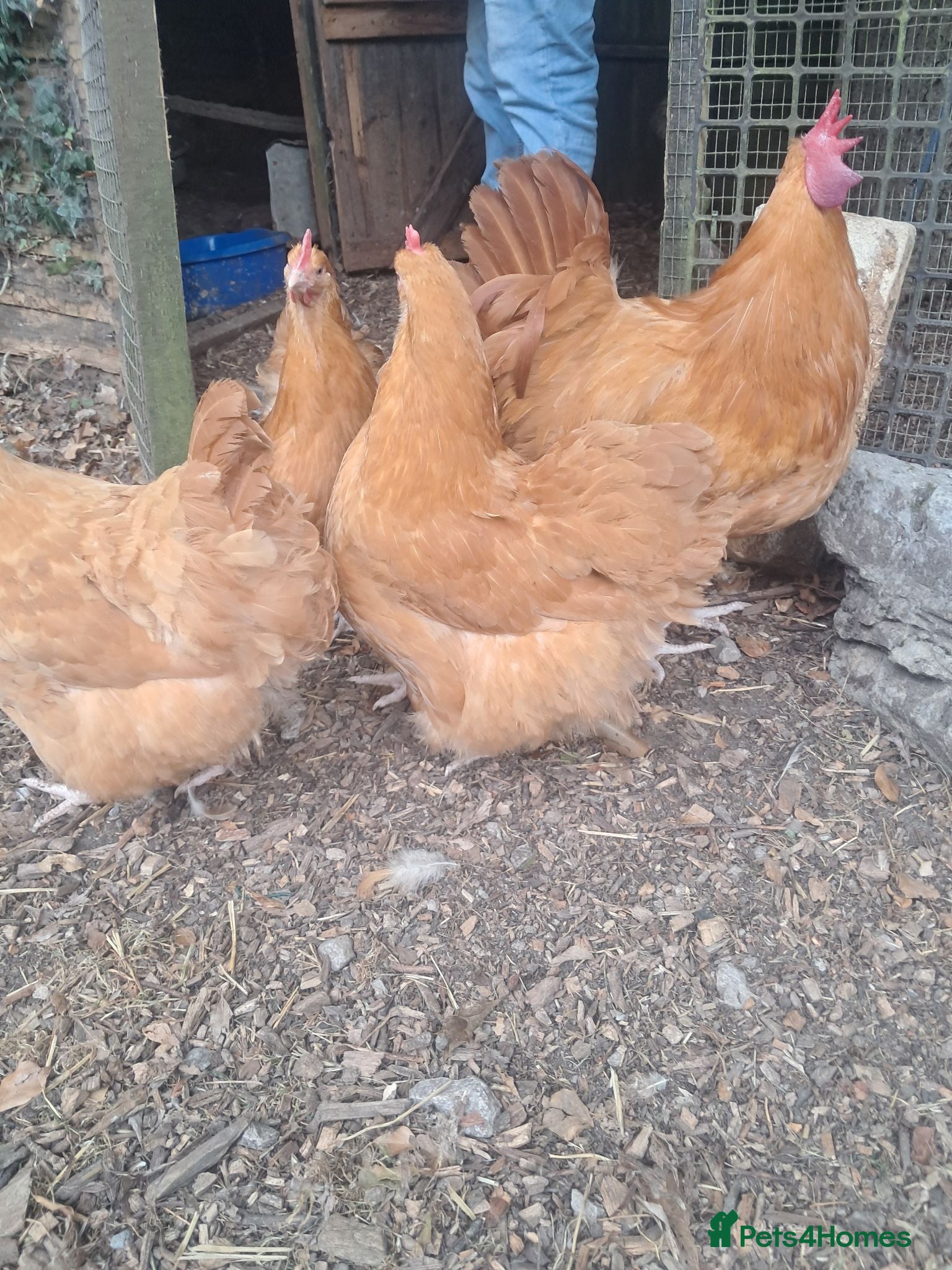 Chickens poultry Olive eggers, buff Orpingtons, cream legbars  - Advert 1