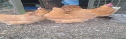 Chickens poultry for sale: Olive eggers, buff Orpingtons, cream legbars  - Advert 1
