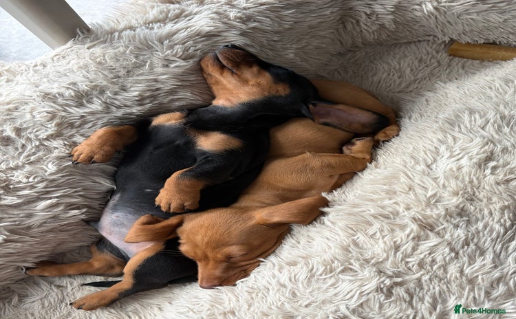 Miniature Dachshund dogs - Advert 1