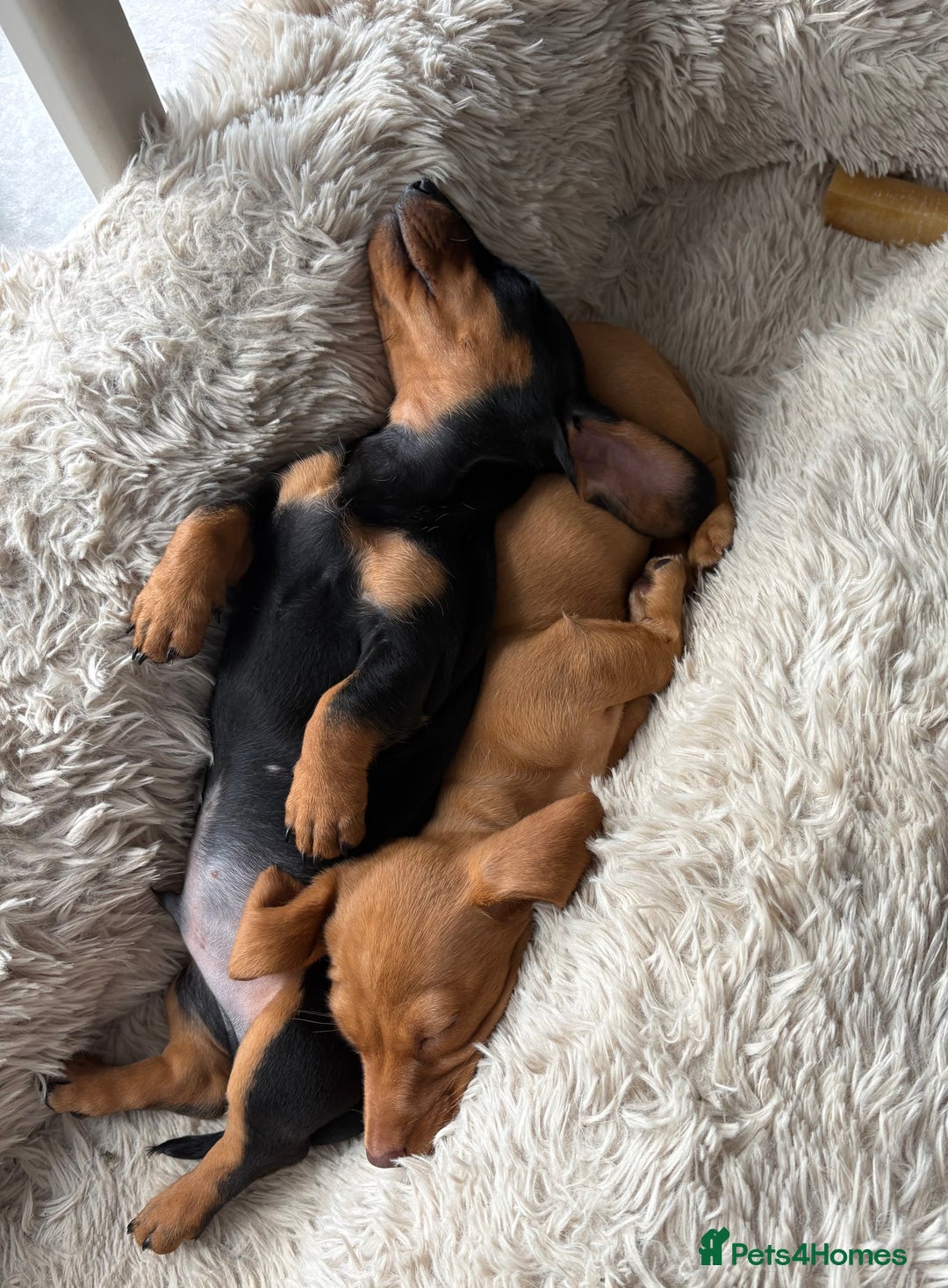 Miniature Dachshund dogs for sale: KC reg PRA clear smooth mini dachshund puppies - Image 5