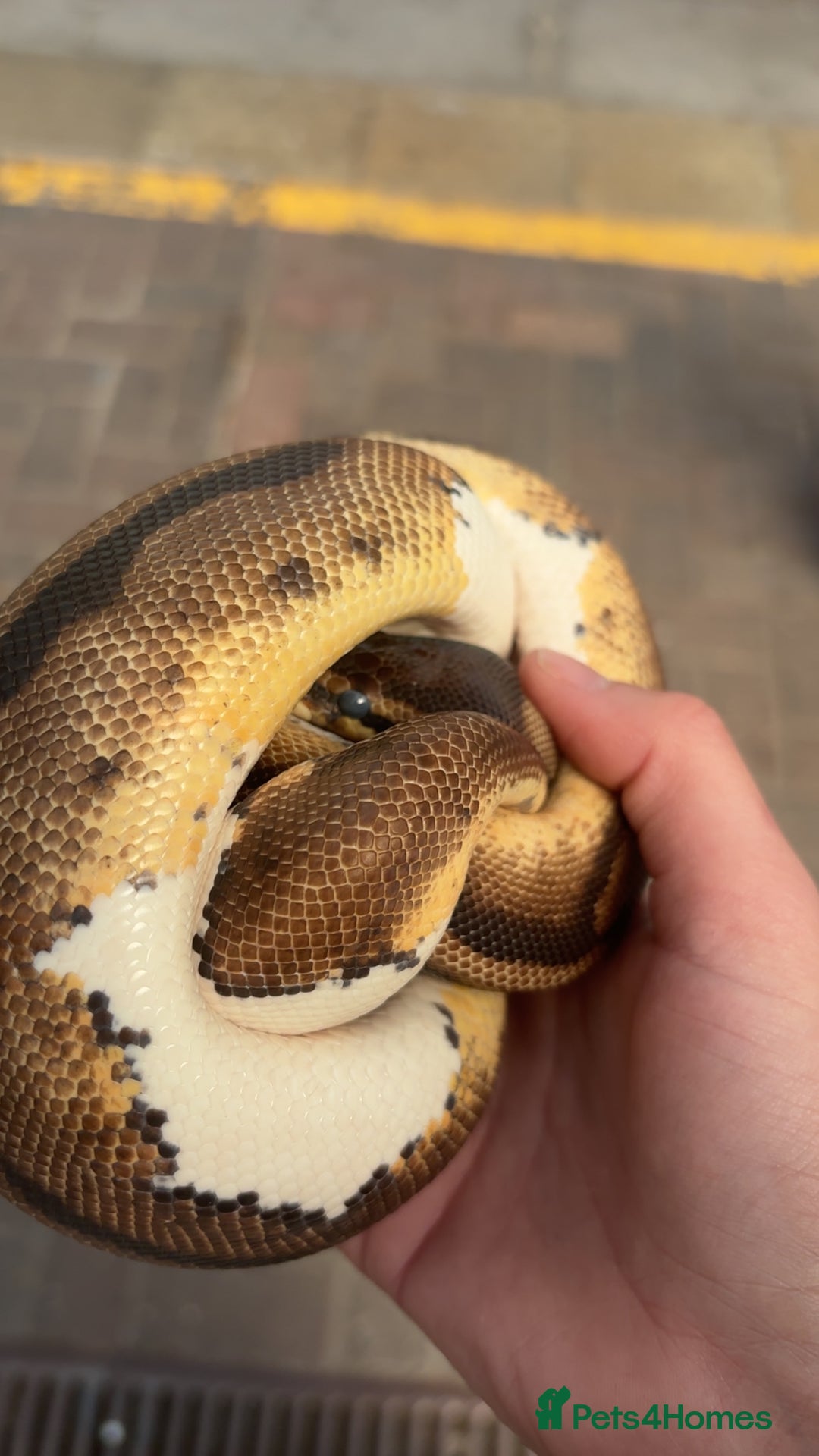 Python Snake reptiles for sale: Bull python  - Image 4