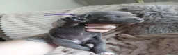 Staffordshire Bull Terrier dogs for sale: Blue and White staffy pups for sale in Salford - Advert 29