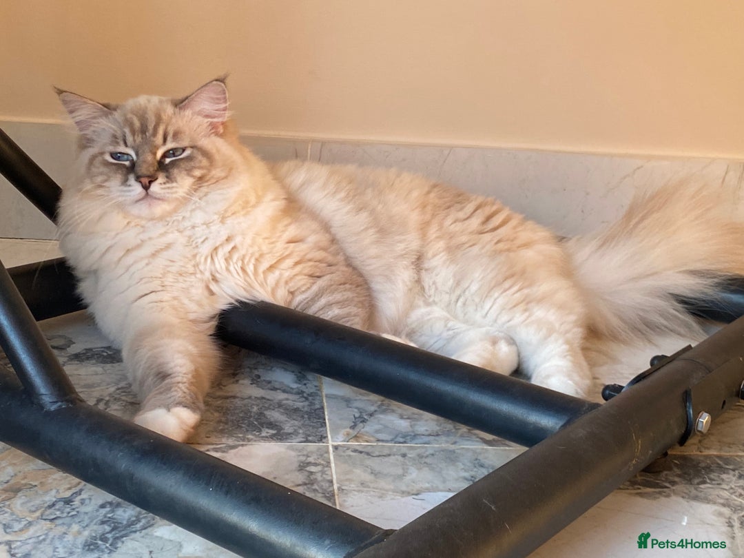 Ragdoll cats for sale: Blue Lynx TICA boy  - Image 10