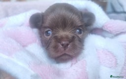 Chihuahua dogs for sale: Beautiful chocolate long coat chihuahuas - Image 3