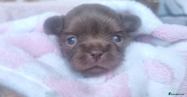 Chihuahua dogs - Advert 9