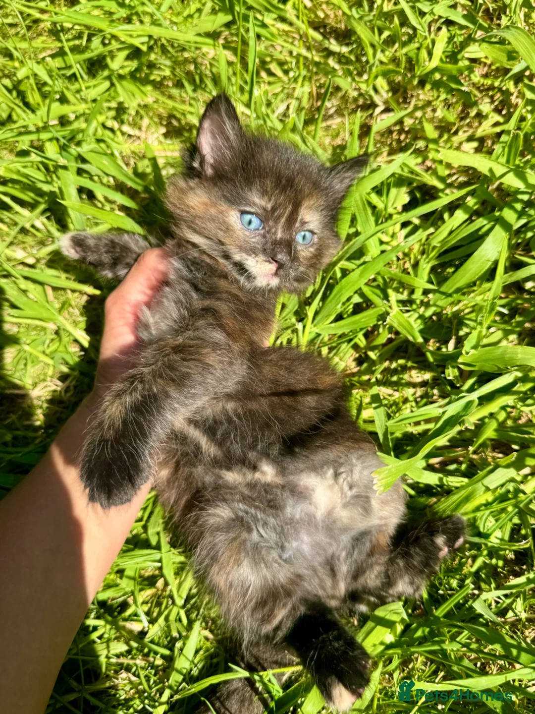 Mixed Breed cats for sale: 4 Fluffy kittens are ready to go  - Advert 23