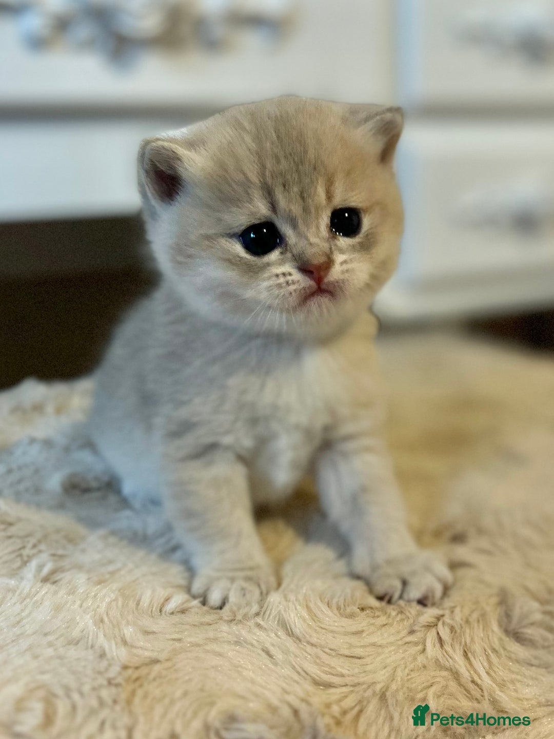 British Shorthair cats for sale: Stunning litter of 6 nuggets! - Advert 18
