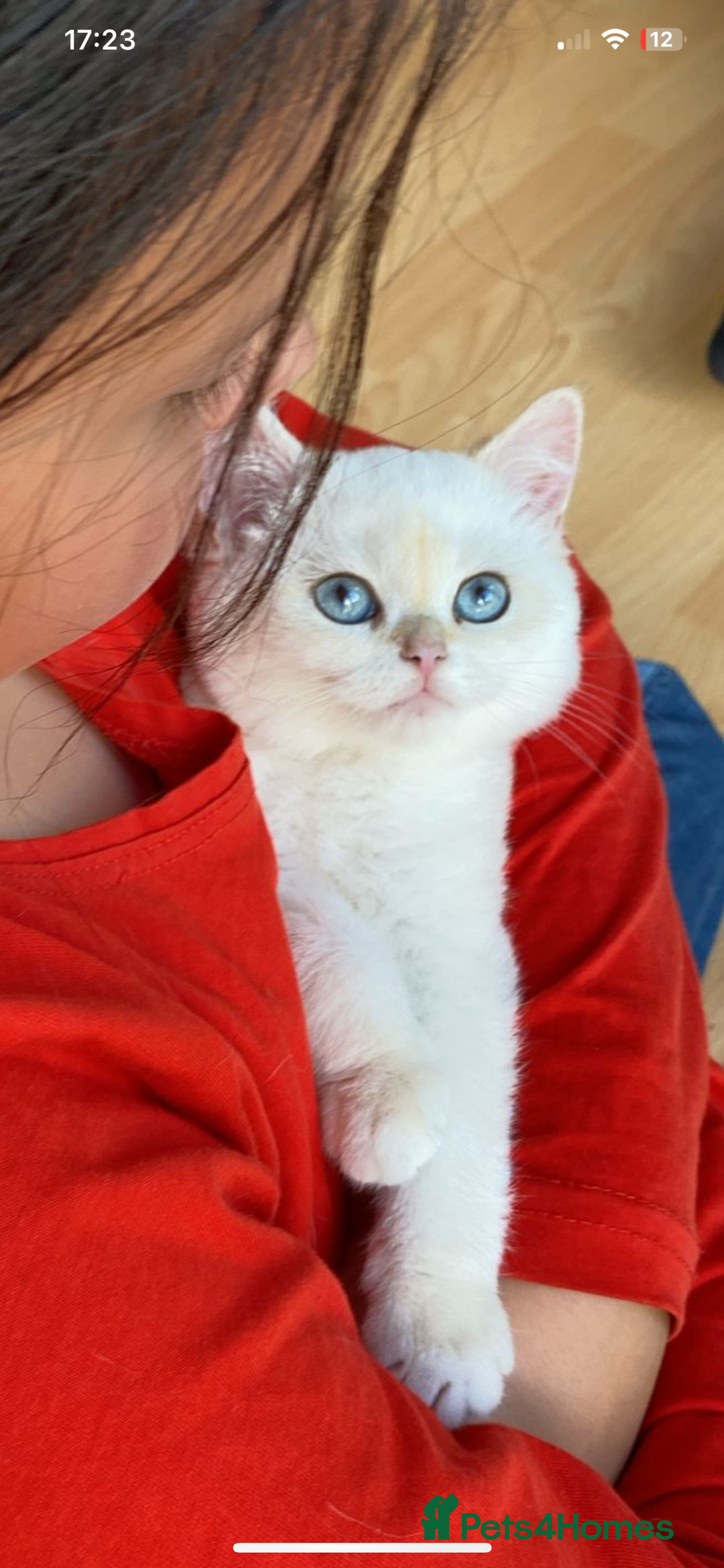 British Shorthair cats for sale: British shorthair golden point - Image 9