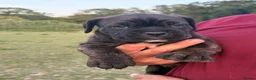 Mixed Breed dogs for sale: Cane Corso x Dogue de Bordeux stunning litter of 9 in Pulborough - Advert 29