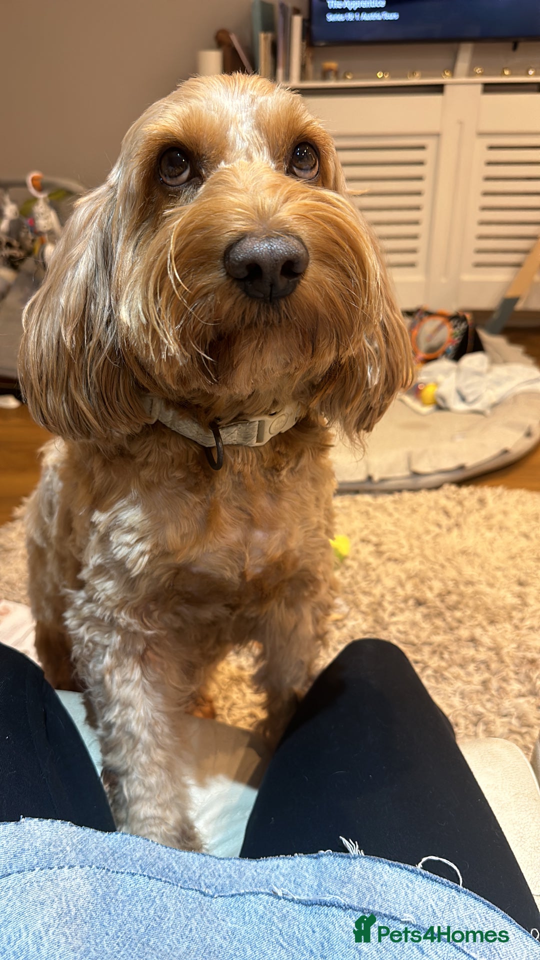 Cockapoo dogs for stud: Cockapoo Male  - Image 4