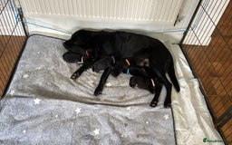 Labrador Retriever dogs for sale: Black Labrador puppies - Image 5