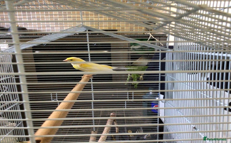 Canaries birds - Advert 1