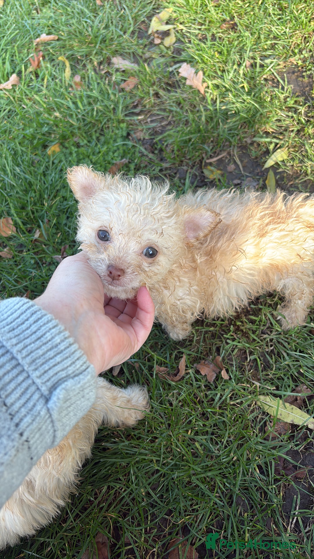 Poochon dogs for sale: READY FOR HER NEW PAW PACK  - Advert 28