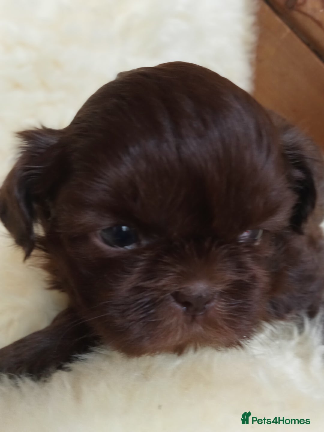 American Curl cats for sale: Beautiful Shih Tzu pups for sale - Advert 2