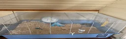 Hamster rodents for sale: Syrian Hamster with Large Cage and Toys - Advert 8