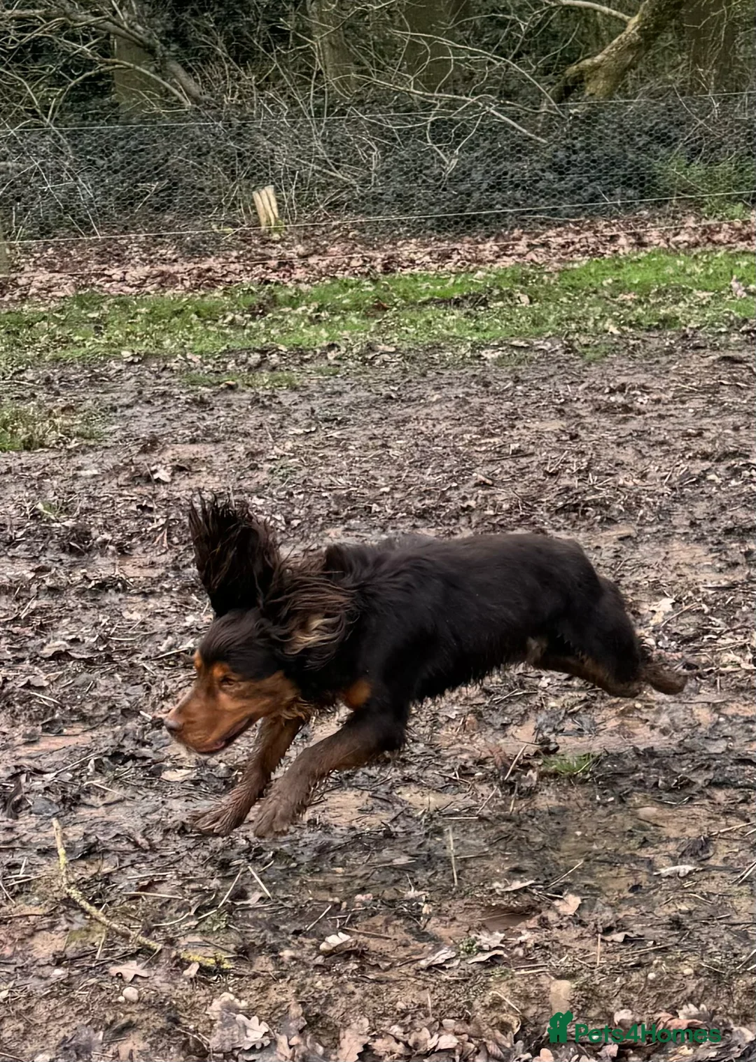 Cocker Spaniel dogs for stud: Stunning Chocolate & Tan Cocker Proven Stud in Burton-on-Trent - Advert 6