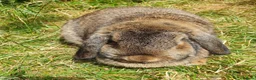 Mini Lop rabbits for sale: Spayed/neutered rabbits for adoption, vac Rhd2 - Advert 4