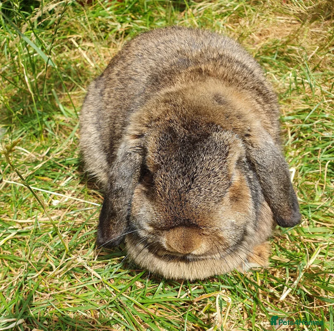 Mini Lop rabbits for sale: Spayed/neutered rabbits for adoption, vac Rhd2 - Advert 4