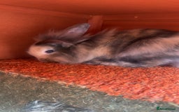 Lionhead rabbits for sale: Lion hair make rabbit for sale.  - Image 2