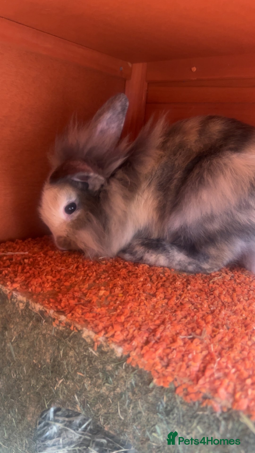 Lionhead rabbits for sale: Lion hair make rabbit for sale.  - Image 2
