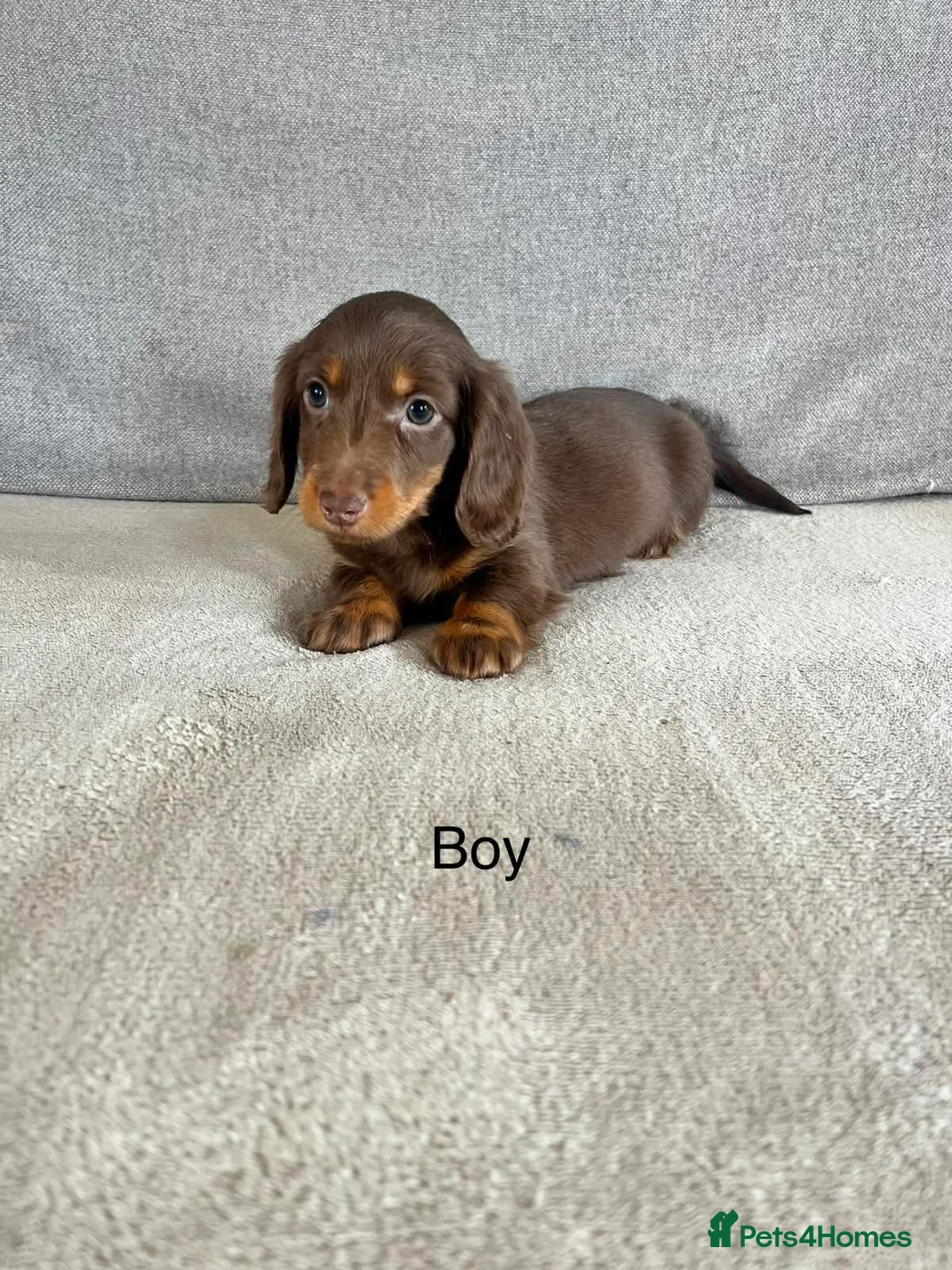 Dachshund dogs for sale: Stunning long hair mini dachshunds  - Advert 2