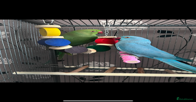 Ringnecks birds - Advert 5