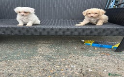 Cavapoo dogs for sale: Cavapoo puppy’s  - Advert 6