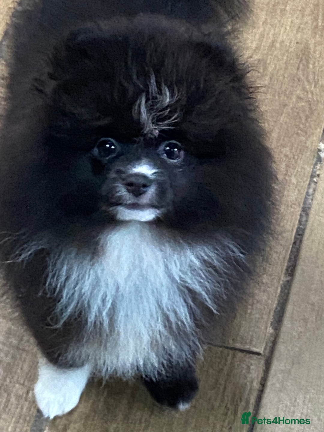 Pomeranian dogs for sale: Super cute sassy poms - Advert 10