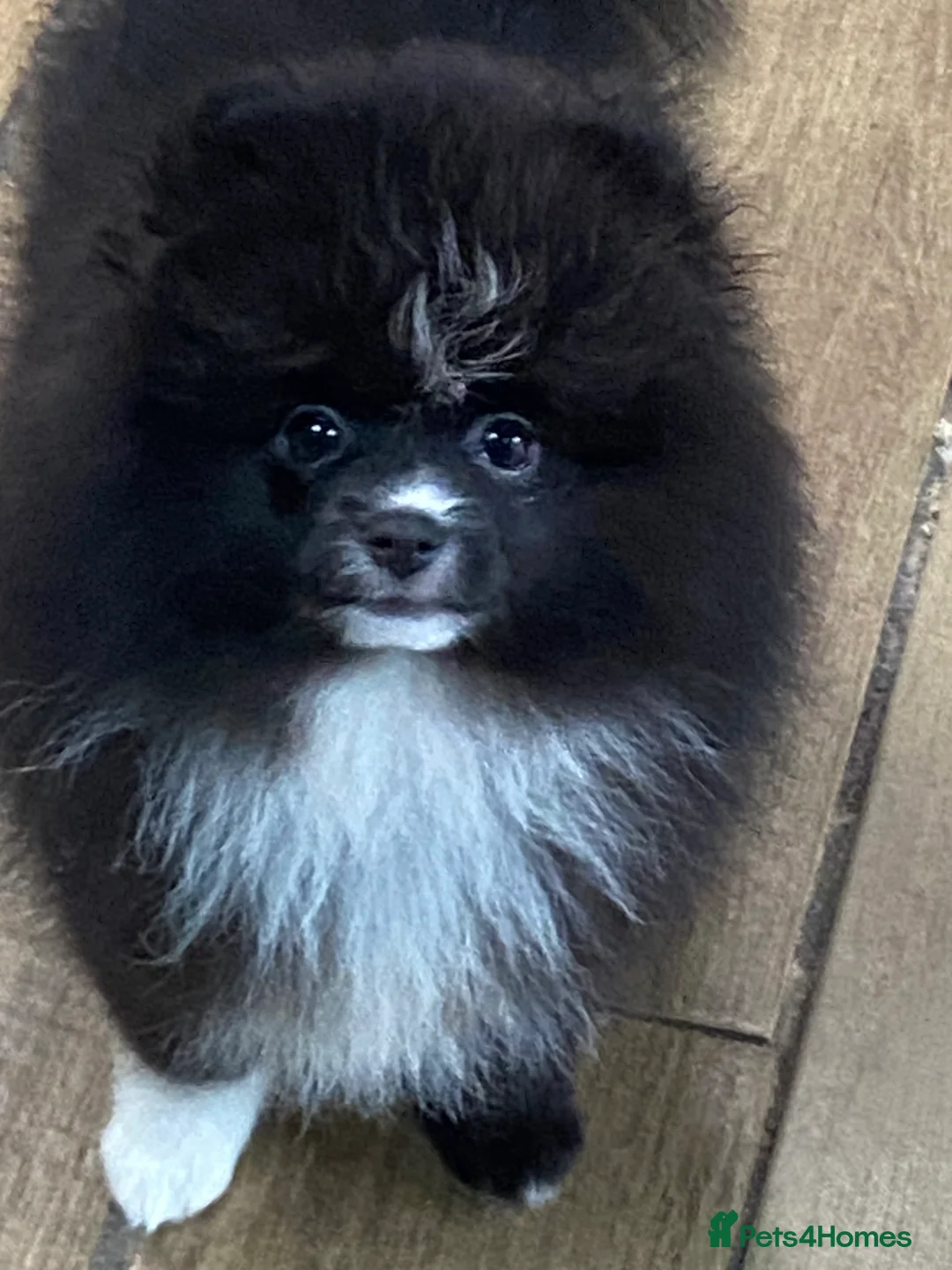 Pomeranian dogs for sale: Adorable fluffy pom puppies - Advert 8