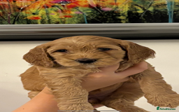 Cockapoo dogs for sale: Beautiful cockapoo pups - Image 1