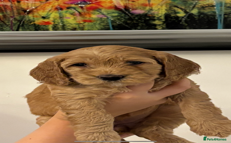 Cockapoo dogs - Advert 9