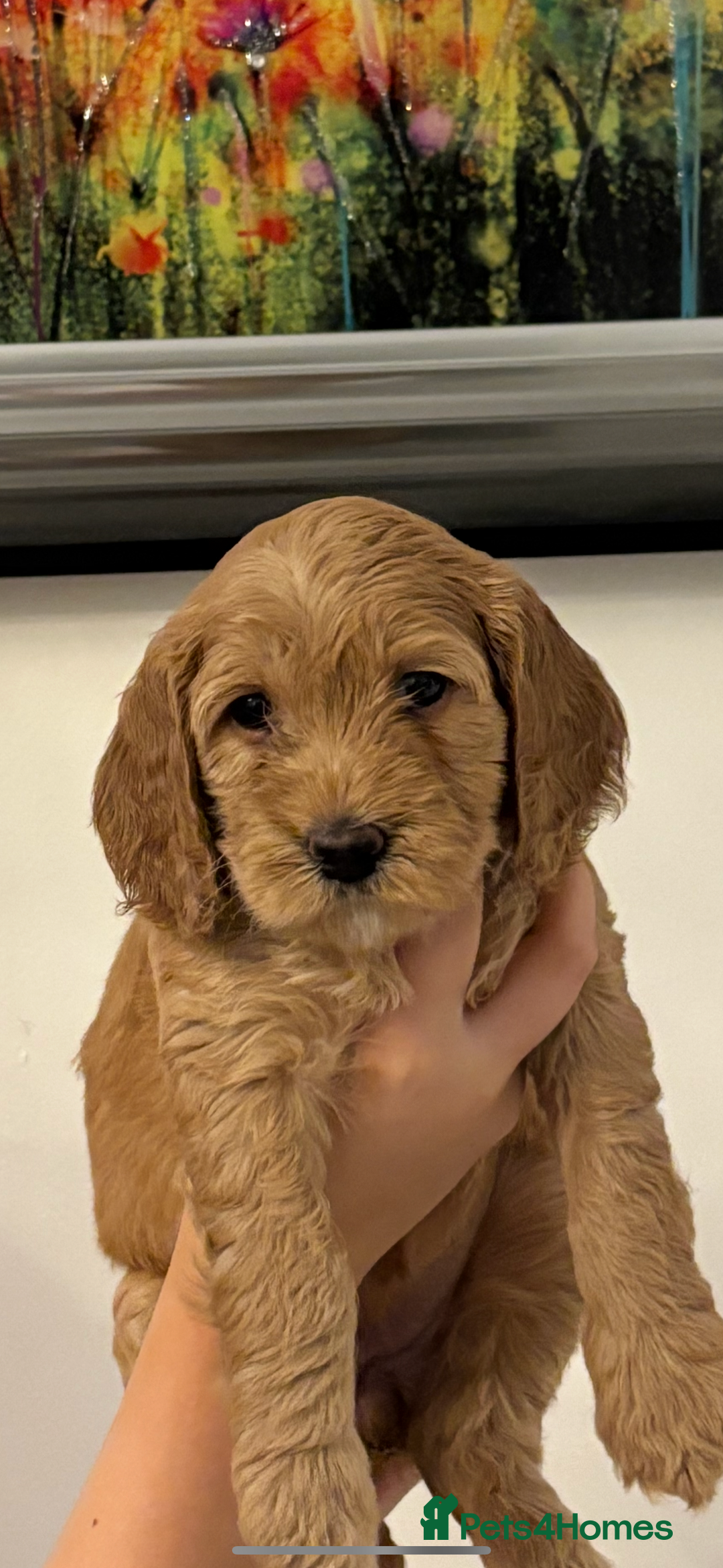 Cockapoo dogs for sale: Beautiful cockapoo pups - Image 1