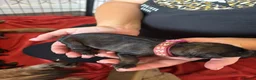 German Shepherd dogs for sale: German Shepherd Puppies  in Doncaster - Advert 5