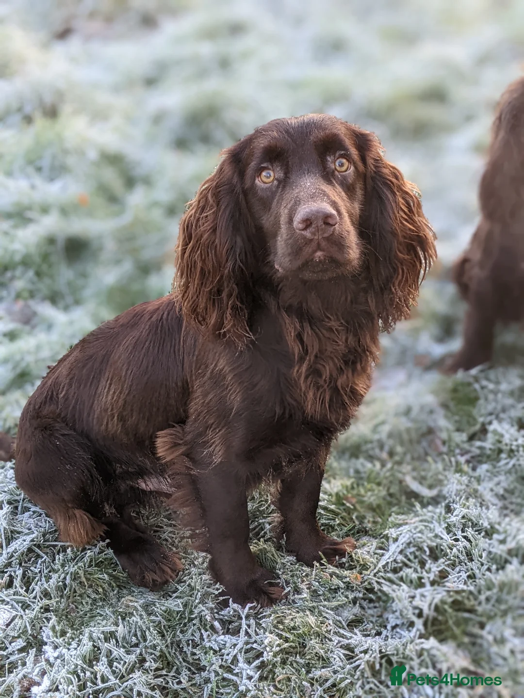 Cocker Spaniel dogs for stud: Liver Cocker Stud – KC Reg, Proven, Family Pet in Nuneaton - Advert 3