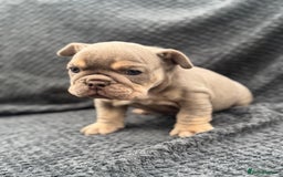 English Bulldog dogs for sale: Ready Now Beautiful English Bull Dogs KC reg  - Image 7