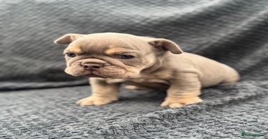 English Bulldog dogs - Advert 4
