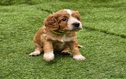 Cockapoo dogs for sale: Beautiful Chunky f2 Cockapoo Puppies  - Image 24