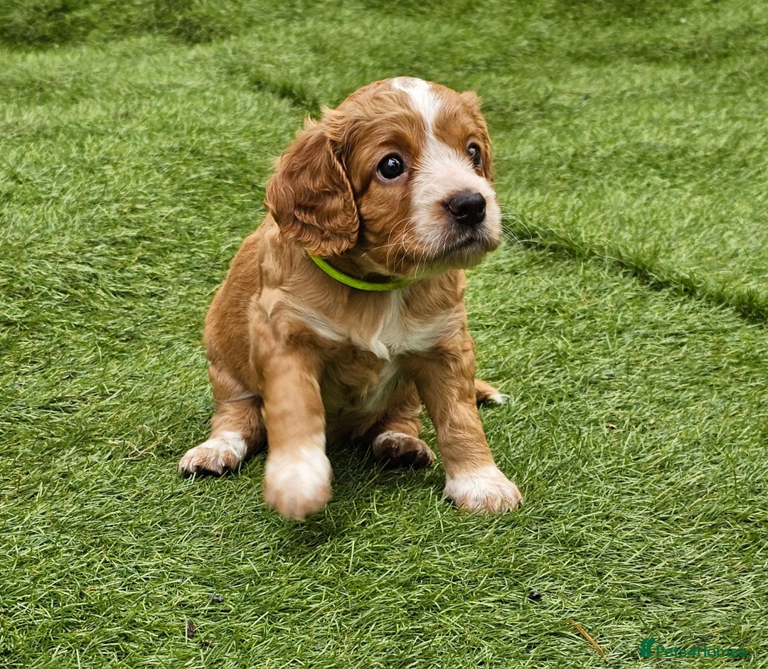 Cockapoo dogs for sale: Beautiful Chunky f2 Cockapoo Puppies  - Image 24