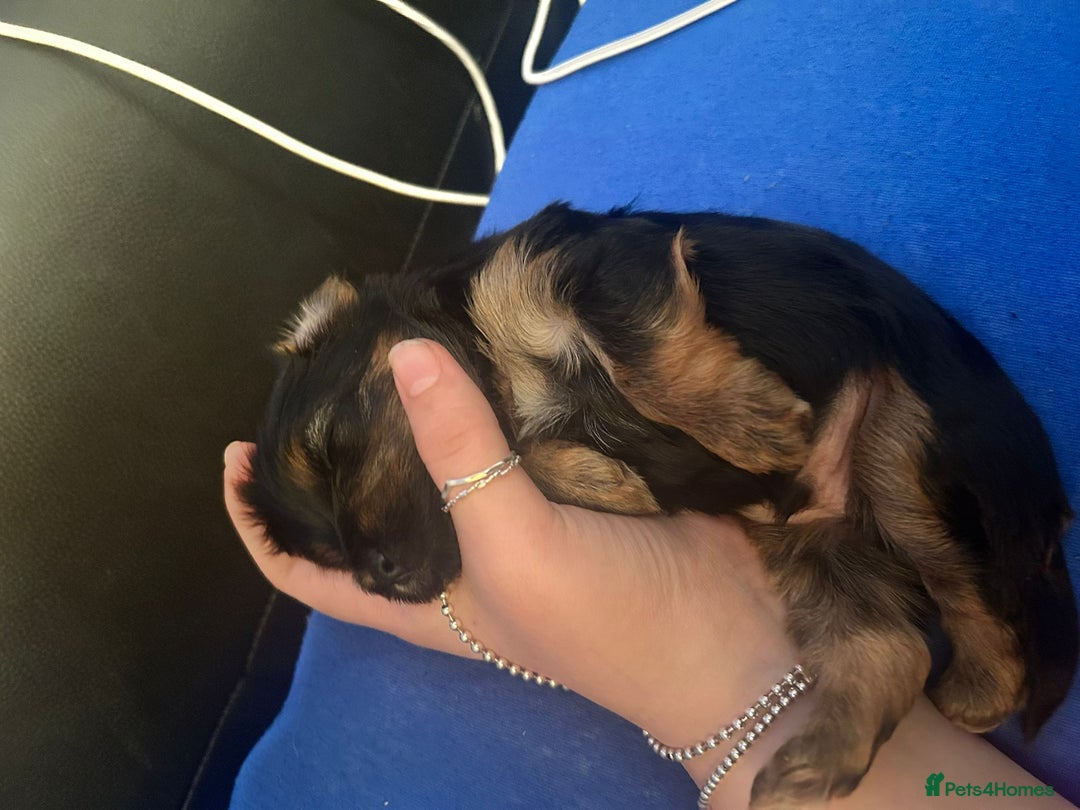 Yorkshire Terrier dogs for sale: Yorkshire terrier  - Advert 7